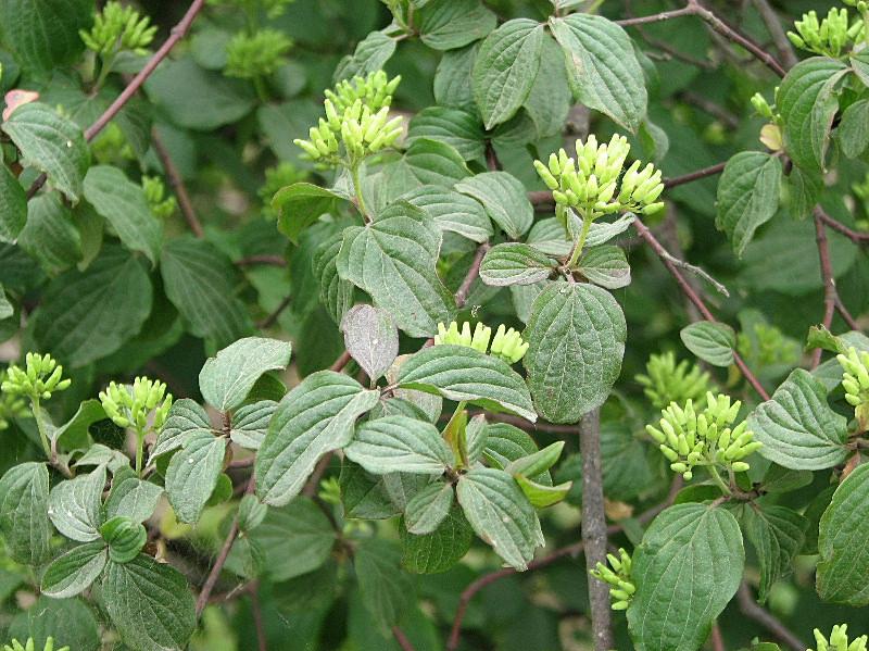 Cornus sanguinea / Corniolo sanguinello